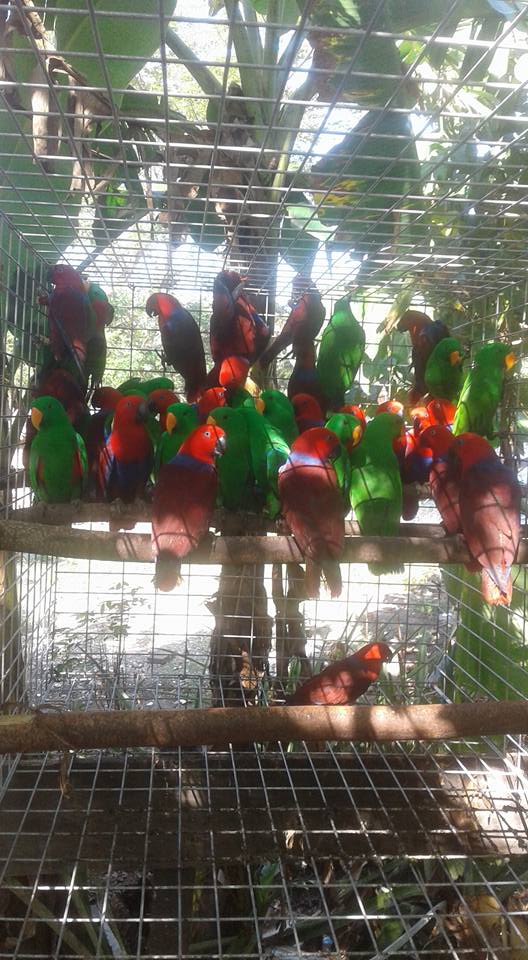 Eclectus Roratus